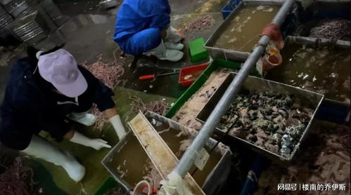 記者臥底鴨腸工廠,腳踩擠糞血水上色,食品生產(chǎn)依然在互害